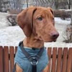 Dog wearing harness